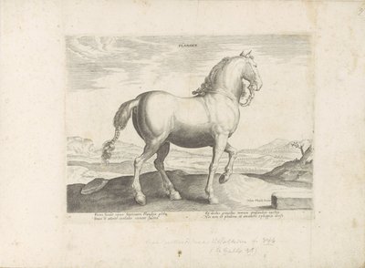 Paard uit Vlaanderen door Anonymous