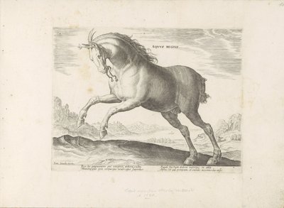 Paard van het ras Equus Regius (de Koninklijke) door Anonymous
