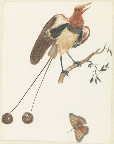 Paradijsvogel en vlinder door Anonymous