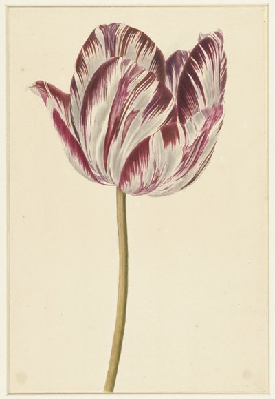 Rood-witte tulp door Anonymous