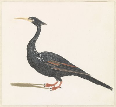 Slangenhalsvogel door Anonymous