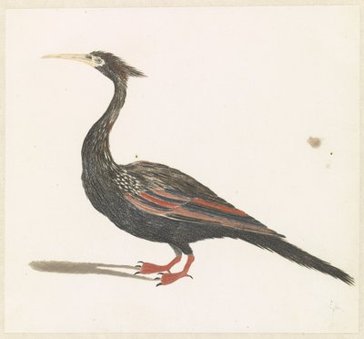 Slangenhalsvogel door Anonymous