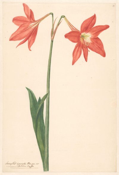 Tak van rode amaryllis door Anonymous