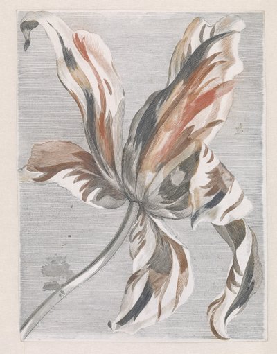 Tulp door Anonymous