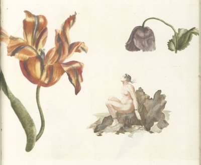 Tulp, papaver en Andromeda door Anonymous