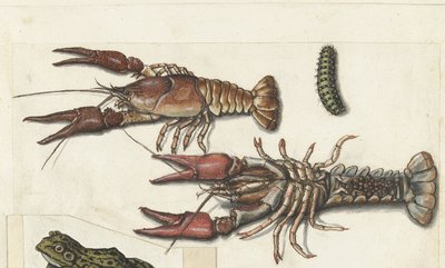 Twee langoustines en een rups (Cangrejos) (Lombard album) door Anonymous