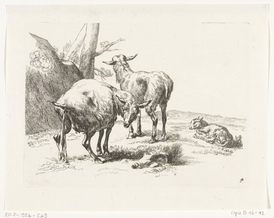 Twee staande geiten en een jonge geit (Geiten en schapen naar N.P. Berchem) door Anonymous
