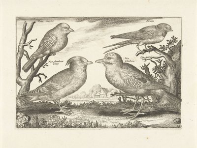 Vier vogels door Anonymous