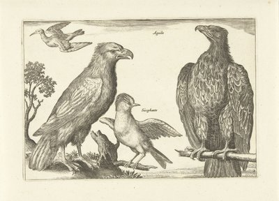 Vier vogels Vogels (serietitel) Avivm Vivae (serietitel) door Anonymous