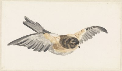 Vliegende keep (Fringilla montifringilla) door Anonymous