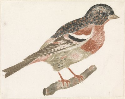 Vogel op een tak naar rechts, mogelijk een goudvink door Anonymous