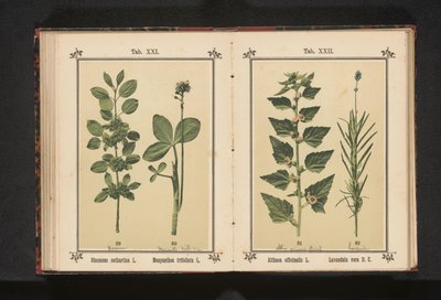 Wegedoorn en waterdrieblad door Anonymous