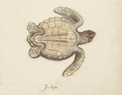 Zeeschildpad (Lombard album) door Anonymous