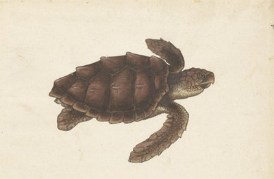 Zeeschildpad door Anonymous