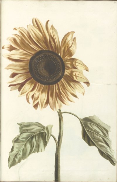Zonnebloem door Anonymous