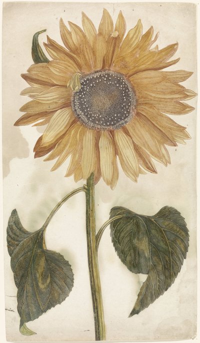Zonnebloem door Anonymous