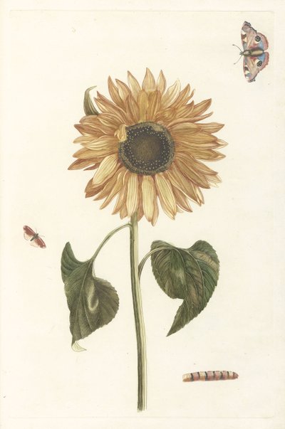 Zonnebloem, rups en twee vlinders door Anonymous
