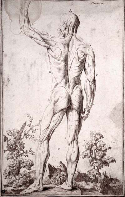 Anatomische studie van het menselijke spierstelsel (gravure) door Anonymous Anonymous