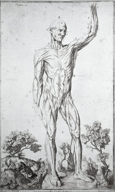 Anatomische studie van het menselijke spierstelsel door Anonymous Anonymous