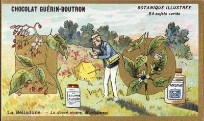 Belladonna: de zoete bittere, medicijn. Gravure (chromo). Reclamechromolithografie voor Guerin-Boutron chocolade, eind 19e eeuw. Botanische serie door Anonymous Anonymous