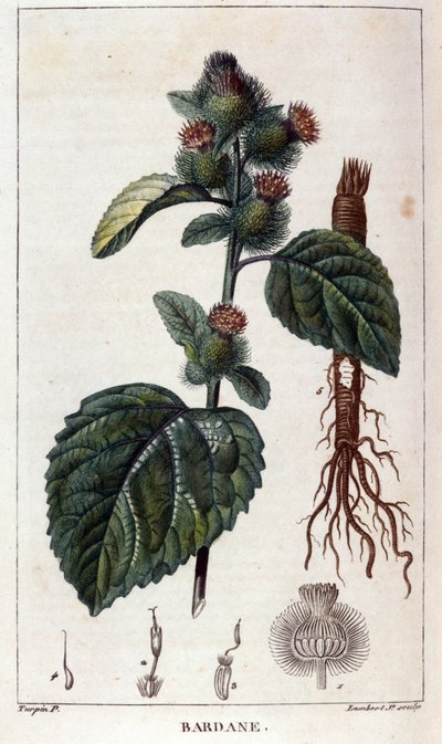Botanische plaat: klit (arctium) door Anonymous Anonymous