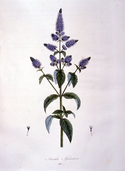 Botanische plaat: wilde munt (mentha sylvestris). Gravure uit de 19e eeuw door Anonymous Anonymous
