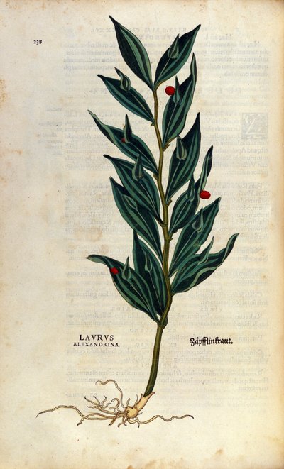 Botanische plaat: laurus alexandrina (Laurier van Alexandrië). Gravure in "Historia Stirpium" door Leonhart Fuchs (1501-1566), Duitse arts en botanicus, Bale door Anonymous Anonymous