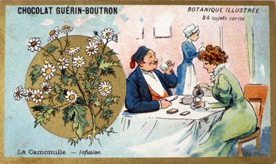 Kamille: infusie. Gravure (chromo). Reclamechromolithografie voor Guerin-Boutron chocolade, eind 19e eeuw. Illustree Botanische Serie. door Anonymous Anonymous