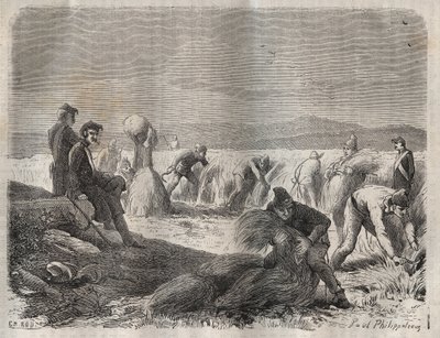 Oogstwerkzaamheden in de strafkolonie van Belle-Île-en-Mer in de 19e eeuw. Gravure in 