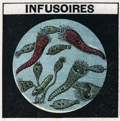 Lichtprojectie: gebruik van een projectielantaarn om infusoriën te observeren. Anonieme illustratie uit 1925. Privécollectie. door Anonymous Anonymous
