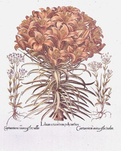 Lelie en Centaurea, Duits door Anonymous Anonymous