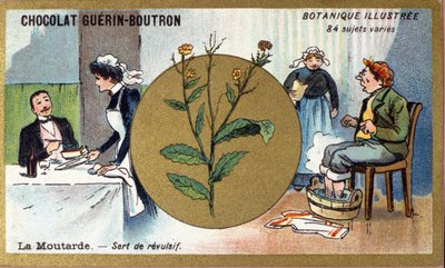 Mosterd dient als een revulsief. Gravure (chromo). Reclamechromolithografie voor Guerin-Boutron chocolade, eind 19e eeuw. Illustree Botanische Serie door Anonymous Anonymous