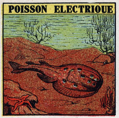 Fysiologische effecten van elektriciteit: elektrische vis. Anonieme illustratie uit 1925. Privécollectie. door Anonymous Anonymous