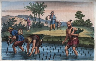 Rijstplantage, China (de rijst) - gravure uit 