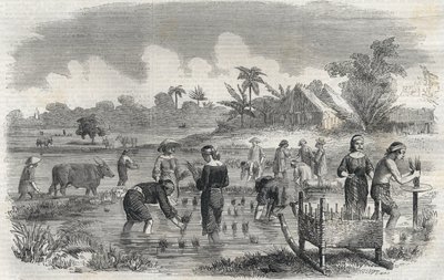Rijstteelt in Manilla op de Filipijnen in 1864. Anonieme gravure. Privécollectie. door Anonymous Anonymous