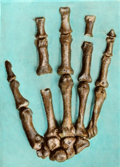 Rechterhand van een vrouwelijk skelet van de prehistorische vindplaats van Ferrassie in Dordogne uit het Midden-Paleolithicum. Gravure. Privécollectie door Anonymous Anonymous