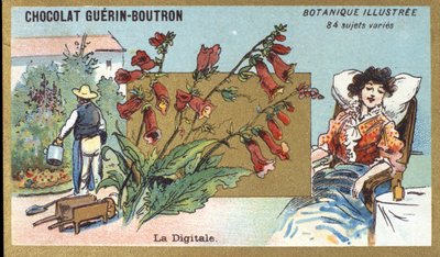 De digitale. Gravure (chromo). Reclamechromolithografie voor Guerin-Boutron-chocolade, eind 19e eeuw. Illustree Botanische Serie. door Anonymous Anonymous