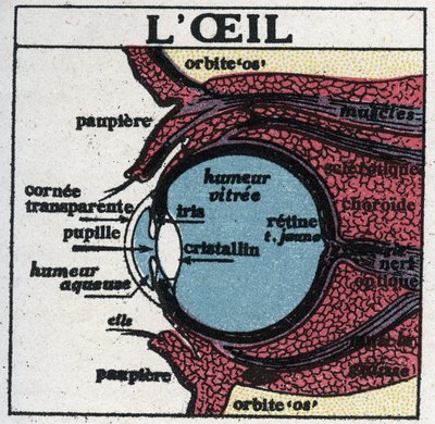 Het oog: dwarsdoorsnede van een menselijk oog. Anonieme illustratie uit 1925. Privécollectie. door Anonymous Anonymous