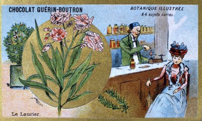 De laurier. Gravure (chromo). Reclamechromolithografie voor Guerin-Boutron chocolade, eind 19e eeuw. Illustree Botanische Serie. door Anonymous Anonymous