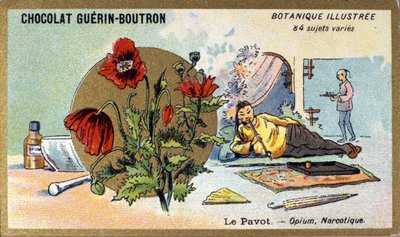 De papaver: opium, narcoticum. Gravure (chromo). Reclamechromolithografie voor Guerin-Boutron chocolade, eind 19e eeuw. Illustree Botanische Serie door Anonymous Anonymous