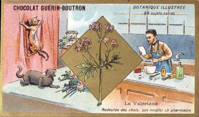Valeriaan: bang voor katten, zijn werk in de farmacie. Gravure (chromo). Reclamechromolithografie voor Guerin-Boutron chocolade, eind 19e eeuw. Illustree Botanische Serie door Anonymous Anonymous