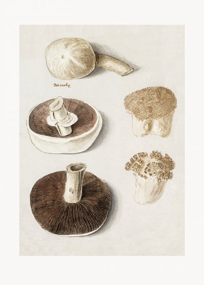 Gewone weidepaddenstoel, Agaricus campestris, staand door Anselmus Boëtius de Boodt