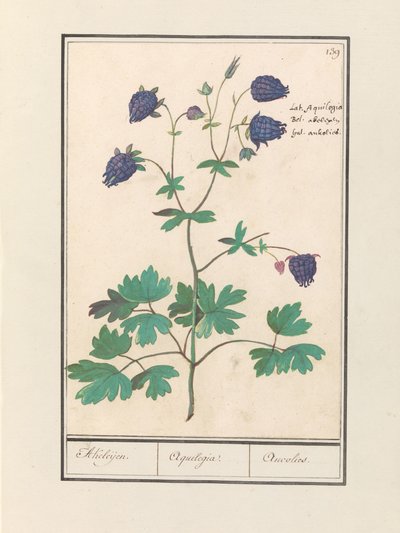 Akelei (Aquilegia) Akeleijen. / Aquilegia. / Aucolied door Anselmus Boëtius de Boodt