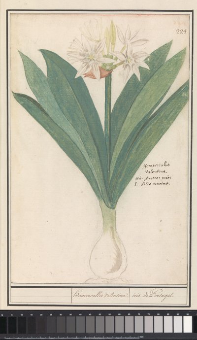 Amaryllis door Anselmus Boëtius de Boodt