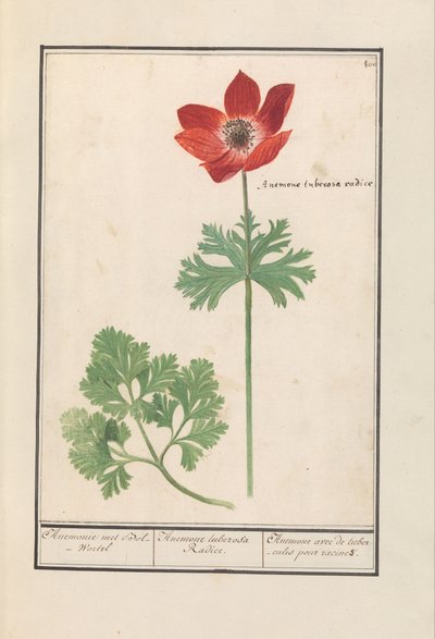 Anemoon door Anselmus Boëtius de Boodt