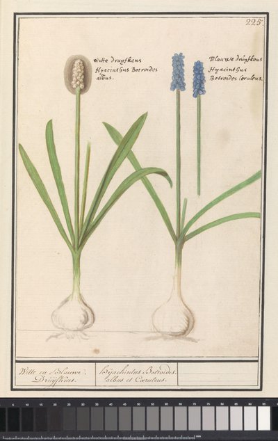 Blauwe en witte druifjes (Muscari botryoides) Witte en Blauwe Druijfkens. / Dhijachintus Botroides. albus et Coeruleus door Anselmus Boëtius de Boodt