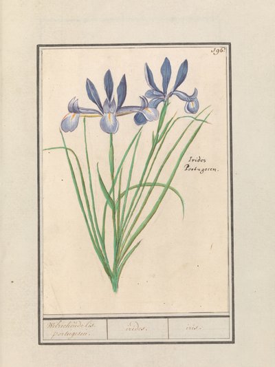 Blauwe lis (Iris sibirica) Welriekende lis door Anselmus Boëtius de Boodt