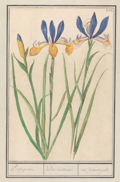 Blauwgele lis (Iris sibirica) door Anselmus Boëtius de Boodt