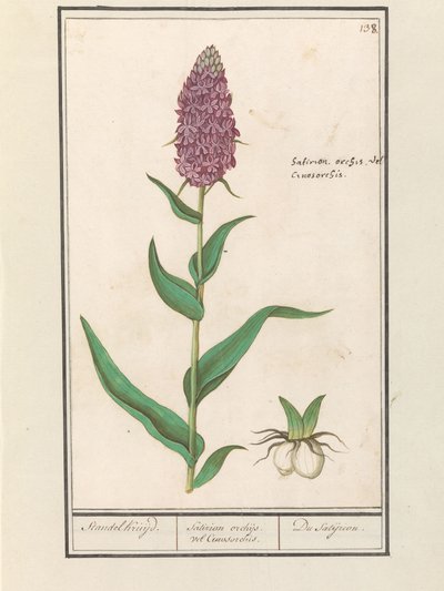 Brede orchis (Dactylorhiza majalis) door Anselmus Boëtius de Boodt