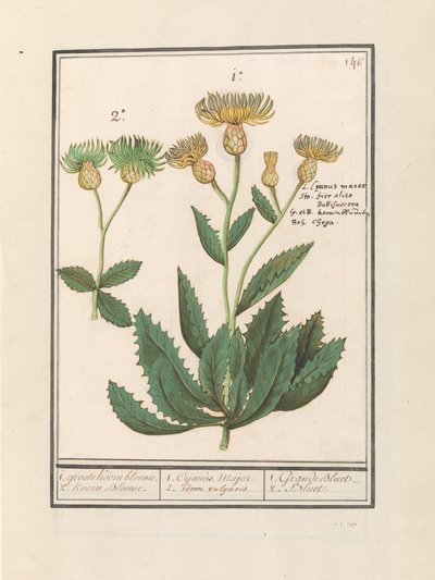 Centauri (Centaurea) 1. groote Koorn bloeme. 2. Koorn Bloeme door Anselmus Boëtius de Boodt